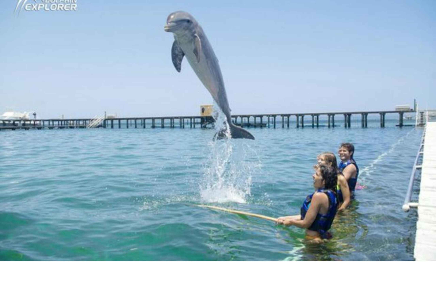 Punta Cana: Dolphin Park Entry and Swim with Dolphins
