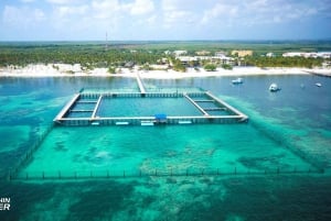 Aventure de nage avec les dauphins à Punta Cana : 40 minutes d'expérience avec les dauphins