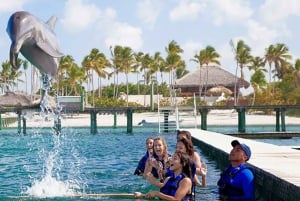 Aventure de nage avec les dauphins à Punta Cana : 40 minutes d'expérience avec les dauphins