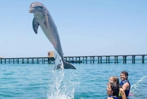 Aventure de nage avec les dauphins à Punta Cana : 40 minutes d'expérience avec les dauphins