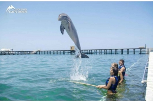 Punta Cana: Nado con delfines con espectáculo extra de leones marinos