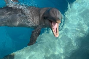 Punta Cana: njut av delfiner, gratis upphämtning från hotellet