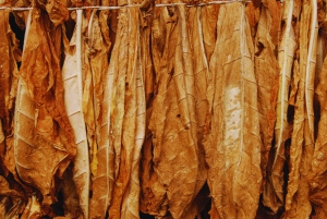 Punta Cana: Excursion to Higuey, Basilica, tobacco factory, and local market