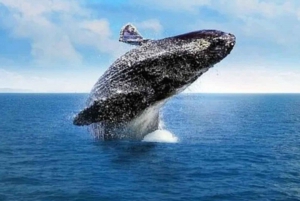 From Punta Cana Samana Tour With Cascada El Limon And Food