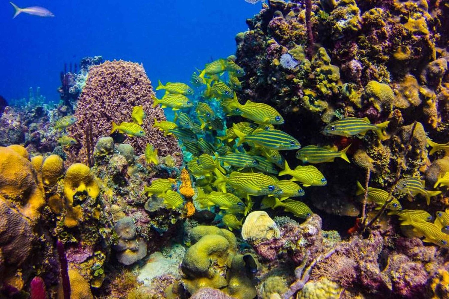 Punta Cana: Snorkeltour van een hele dag naar Catalina Island