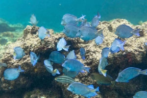 Punta Cana: Full-day Snorkelling Tour in Catalina Island