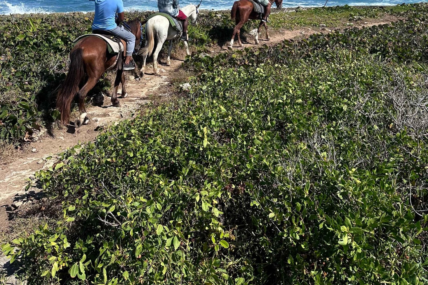 Punta Cana: Guided Horseback Tour of Beaches and Fields