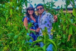 Punta Cana: Guided Horseback Tour of Beaches and Fields