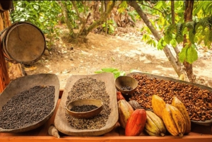 Punta Cana: Halve dag buggytour met pick-up en Macao Beach