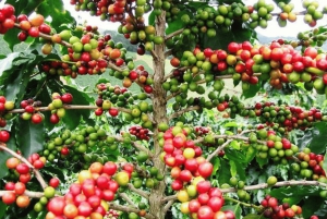 Punta Cana: Halve dag buggytour met pick-up en Macao Beach