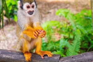 Punta Cana: Half Day Tour Monkey Land Safari and Plantation