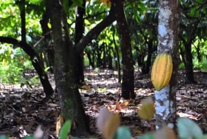 Punta Cana: Wycieczka kulturalna do Higuey Tour