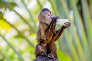 Punta Cana: Interactive Experience at Monkey House