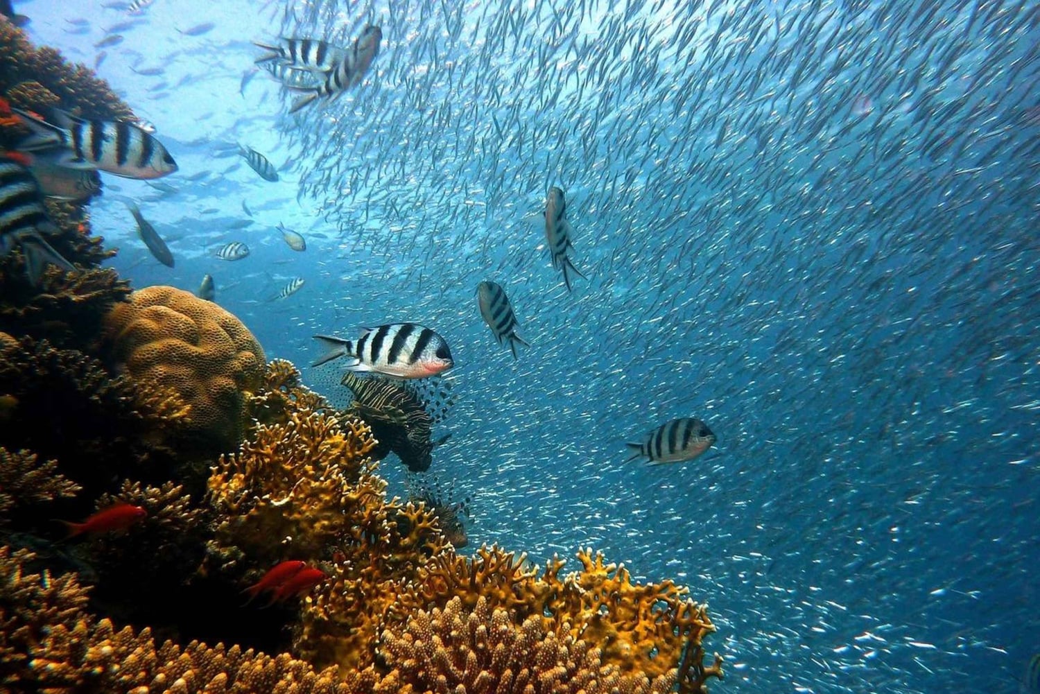 Punta Cana: Öflykt till Catalina • snorkling och lunch