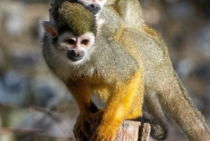 Punta Cana: passeio de buggy pela selva com visita ao Monkeyland