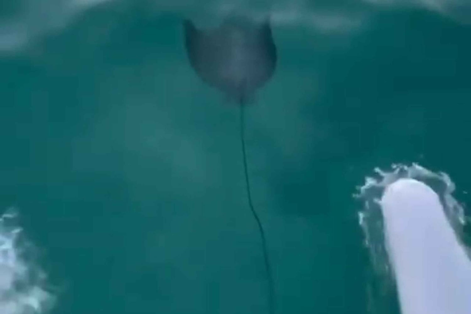 Dia de mergulho com snorkel e clube de praia de luxo em Punta Cana, em Playa Blanca