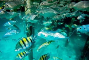 Punta Cana: Marinarium Snorkeling Cruise