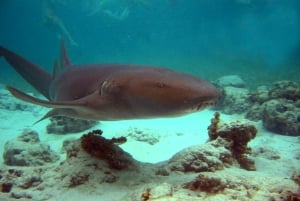 Punta Cana: Marinarium Snorkeling Cruise