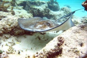 Punta Cana: Marinarium Snorkeling Cruise