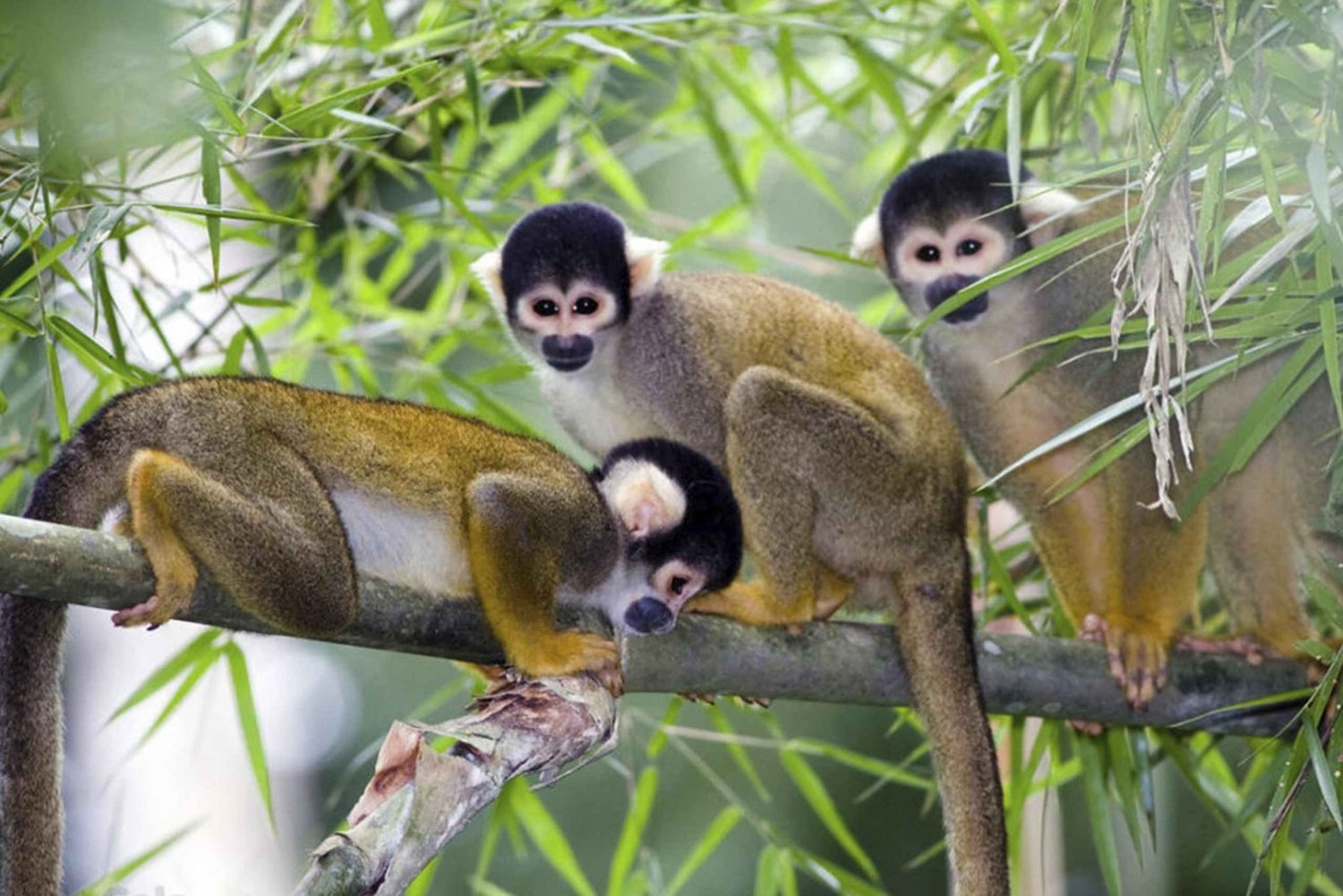 Punta Cana: Monkey House ved Jhoraji med henting på hotell