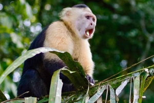 Punta Cana: Monkey House ved Jhoraji med henting på hotell