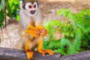 Punta Cana: Halvdagstur till Monkeyland