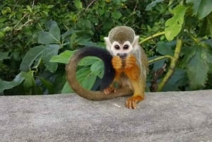 Punta Cana: Monkey Land Tour with Hotel Pickup