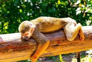 Punta Cana: Monkey Land Tour with Hotel Pickup