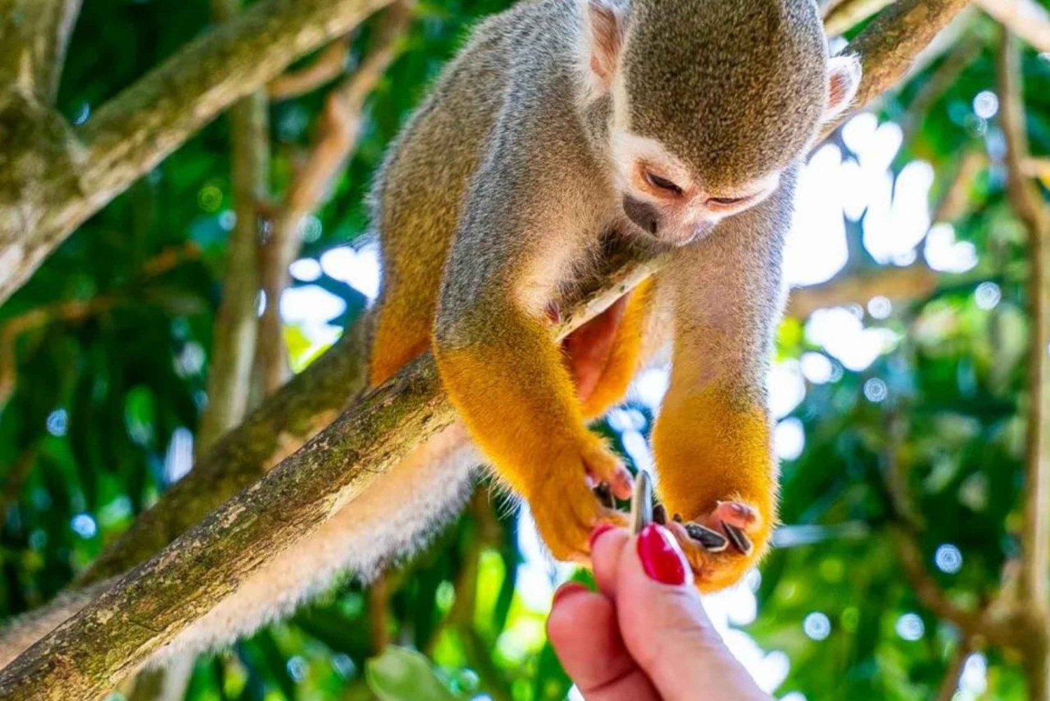 Punta Cana: Monkeyland and Plantation Tour in Dominican Republic