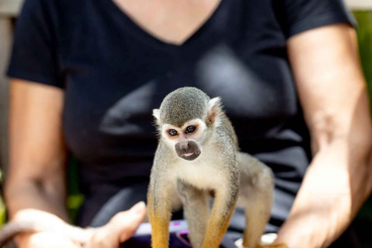 Punta Cana Monkeyland halvdagsutflykt med snacks och guide