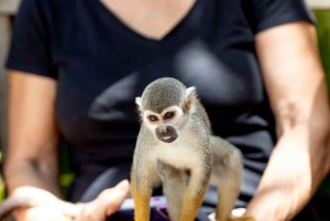 Punta Cana: Monkeyland halvdagstur med snacks og guide