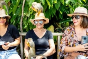 Punta Cana Monkeyland halvdagsutflykt med snacks och guide