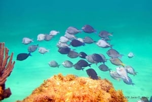 Пунта-Кана: частный сноркелинг-тур у острова Каталина