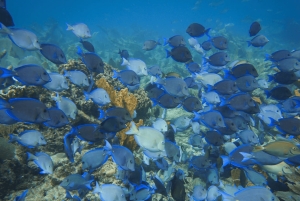 Пунта-Кана: частный сноркелинг-тур у острова Каталина