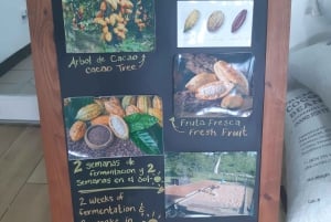 Пунта-Кана: частная полудневная культурная экскурсия «Доминиканские ароматы»