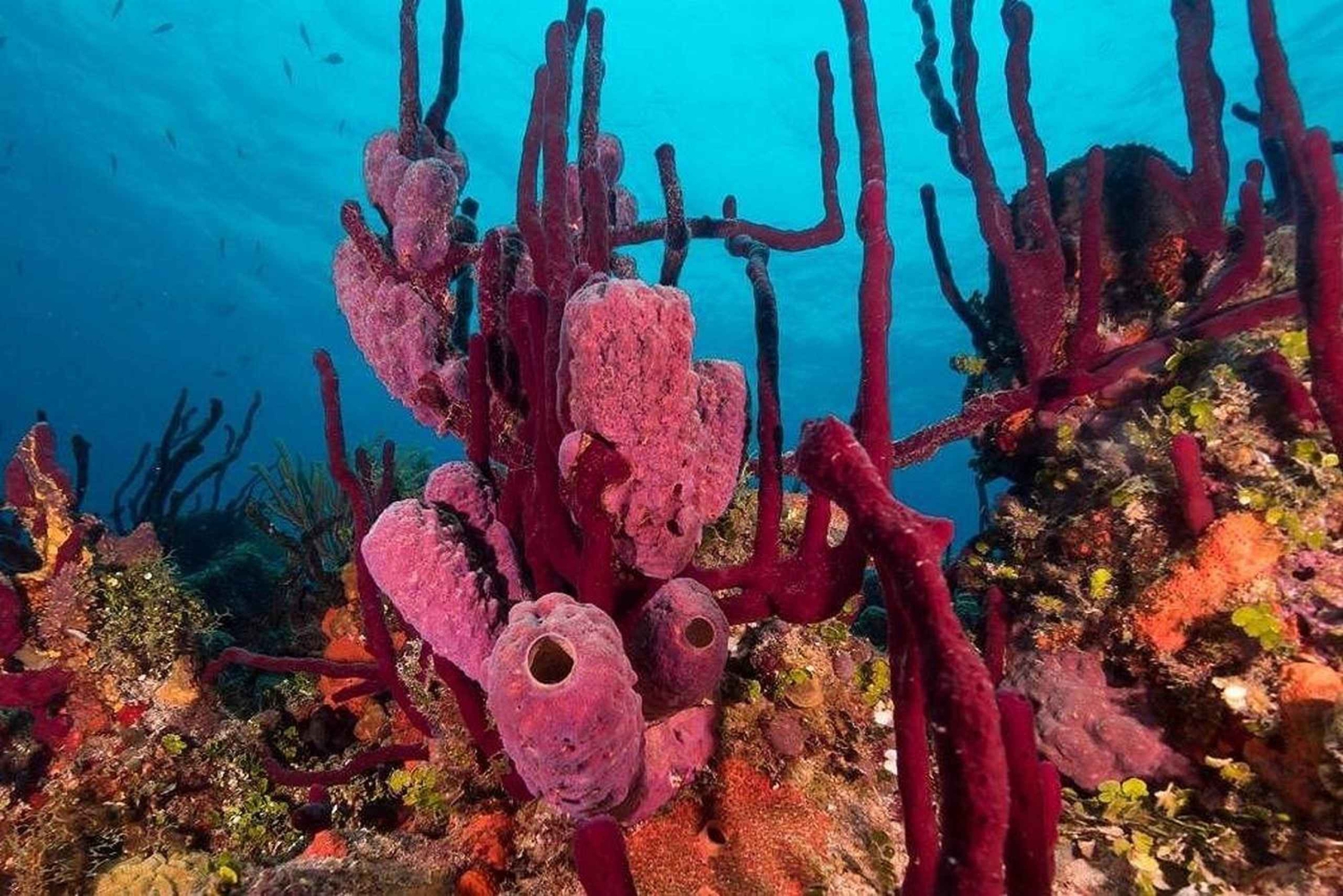 Punta Cana: Private Guided Power Dive Adventure with Music