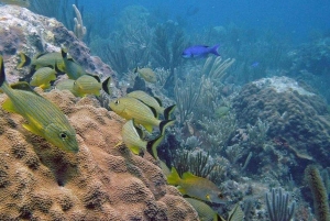 Punta Cana: Private Guided Power Dive Adventure with Music