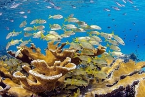 Punta Cana: Private Guided Power Dive Adventure with Music