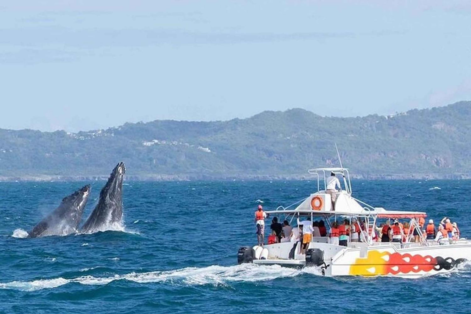 Punta Cana: Private Samaná Whale Watching Day Trip