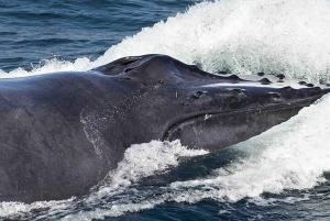 Punta Cana : excursion privée d'observation de baleines à Samaná