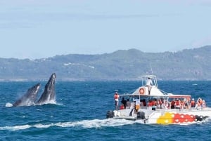 Punta Cana : excursion privée d'observation de baleines à Samaná