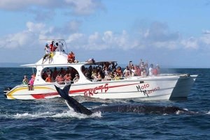 Punta Cana : excursion privée d'observation de baleines à Samaná