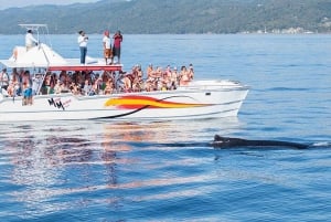 Punta Cana : excursion privée d'observation de baleines à Samaná