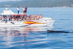 Punta Cana: Private Samaná Whale Watching Day Trip