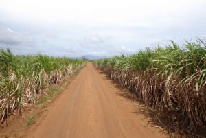 Punta Cana: Private SugarCane Fields Buggy or Quad Adventure