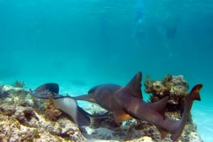 Punta Cana: Reef Explorer Access w/ Sharks & Stingrays Swim