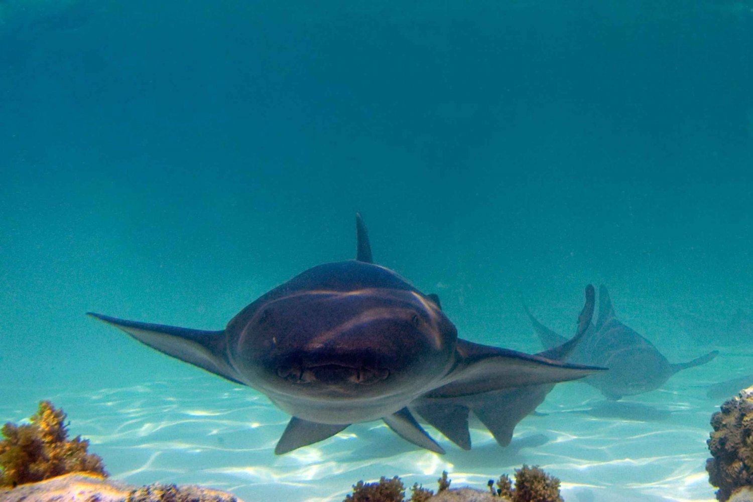 Punta Cana: Reef Explorer Access w/ Sharks & Stingrays Swim