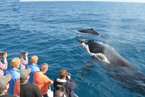 Punta Cana: Samana Cayo Levantado & Limón Waterfall