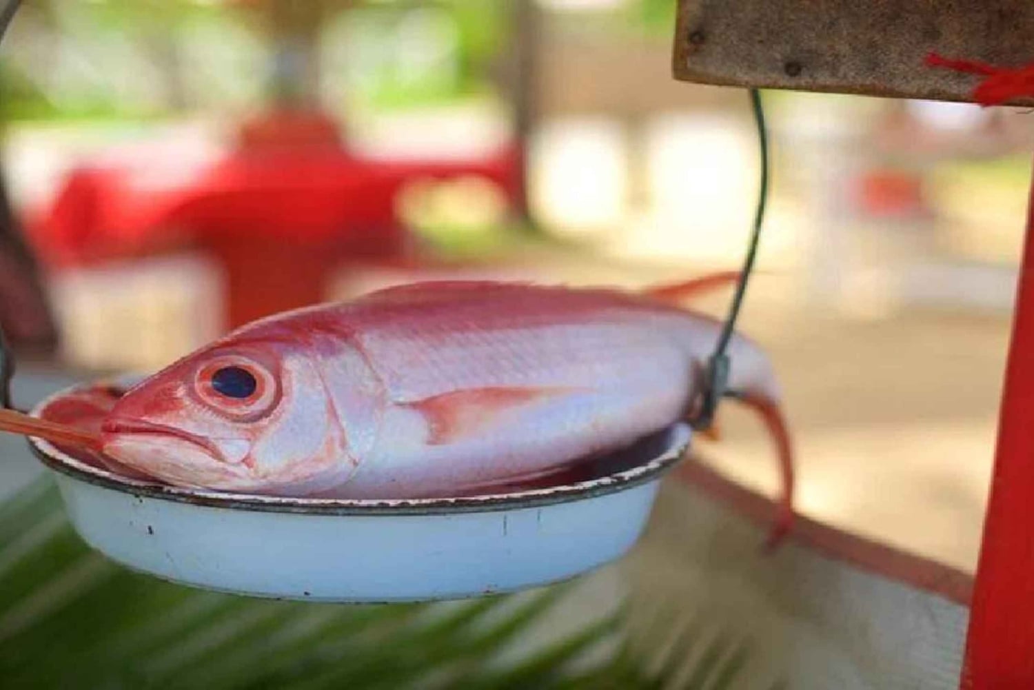 Punta Cana: Samaná Day Trip with El Limón & Bacardí Island