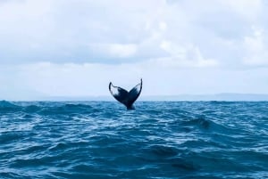 Punta Cana: Dagsutflykt till Samanáhalvön för valskådning